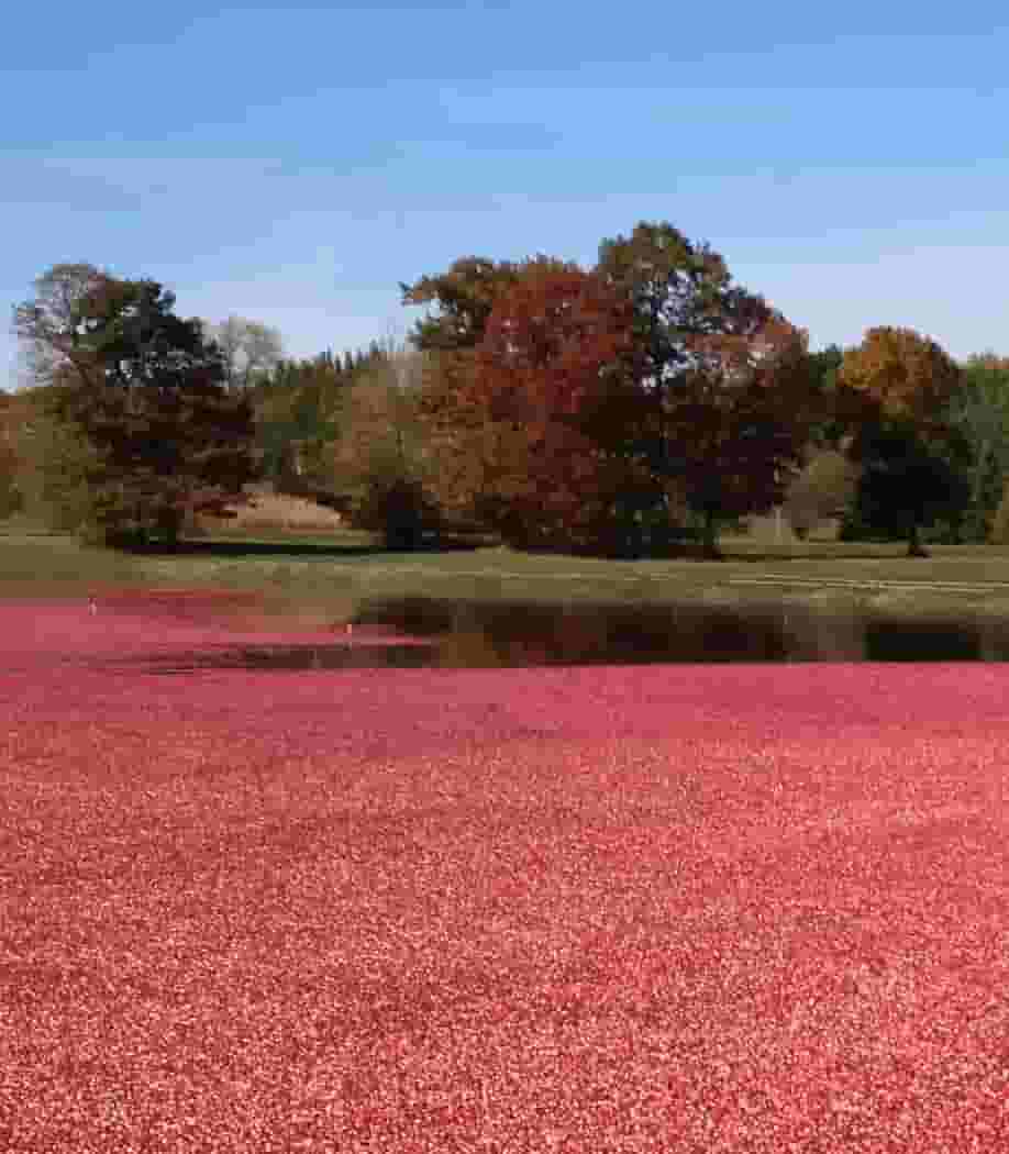 Visit a Cranberry Bog